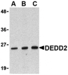 Western blot - DEDD2 Antibody from Signalway Antibody (24180) - Antibodies.com