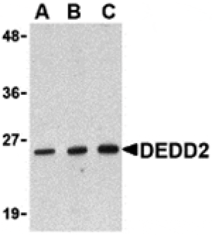 Western blot - DEDD2 Antibody from Signalway Antibody (24180) - Antibodies.com