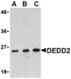 Western blot - DEDD2 Antibody from Signalway Antibody (24180) - Antibodies.com