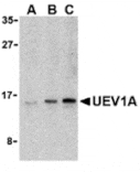 Western blot - UEV1A Antibody from Signalway Antibody (24259) - Antibodies.com