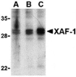 Western blot - XAF-1 Antibody from Signalway Antibody (24268) - Antibodies.com