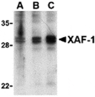 Western blot - XAF-1 Antibody from Signalway Antibody (24268) - Antibodies.com