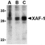 Western blot - XAF-1 Antibody from Signalway Antibody (24268) - Antibodies.com