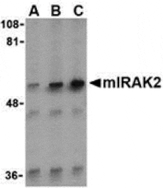 Western blot - IRAK2 Antibody from Signalway Antibody (24344) - Antibodies.com