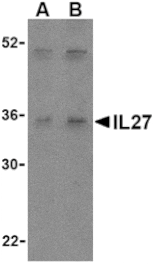 Western blot - IL-27 Antibody from Signalway Antibody (24413) - Antibodies.com