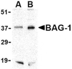 Western blot - BAG-1 Antibody from Signalway Antibody (24433) - Antibodies.com