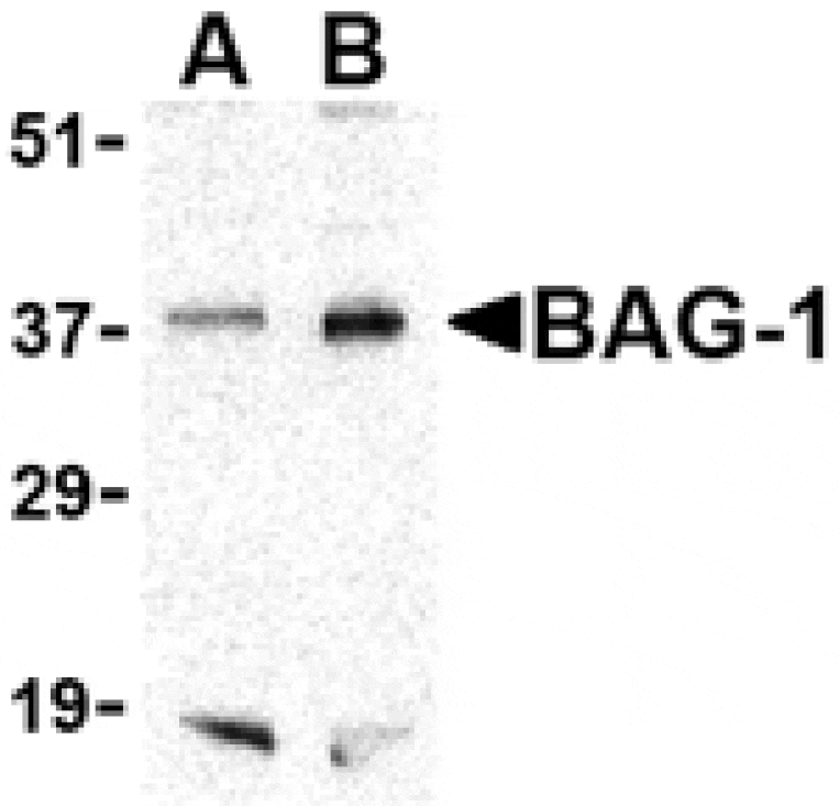 Western blot - BAG-1 Antibody from Signalway Antibody (24433) - Antibodies.com