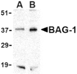 Western blot - BAG-1 Antibody from Signalway Antibody (24433) - Antibodies.com