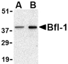 Western blot - Bfl-1 Antibody from Signalway Antibody (24436) - Antibodies.com