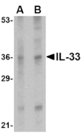 Western blot - IL-33 Antibody from Signalway Antibody (24551) - Antibodies.com