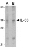 Western blot - IL-33 Antibody from Signalway Antibody (24551) - Antibodies.com