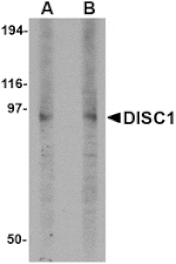 Western blot - DISC1 Antibody from Signalway Antibody (24561) - Antibodies.com