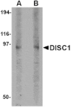 Western blot - DISC1 Antibody from Signalway Antibody (24561) - Antibodies.com