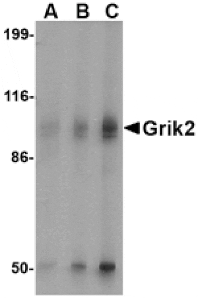 Western blot - Grik2 Antibody from Signalway Antibody (24602) - Antibodies.com