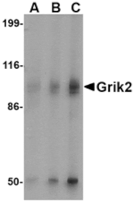 Western blot - Grik2 Antibody from Signalway Antibody (24602) - Antibodies.com