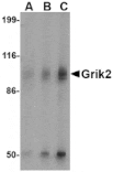 Western blot - Grik2 Antibody from Signalway Antibody (24602) - Antibodies.com