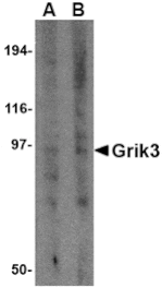 Western blot - Grik3 Antibody from Signalway Antibody (24603) - Antibodies.com