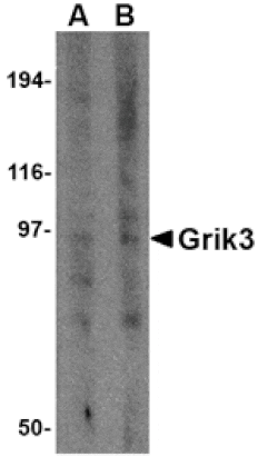 Western blot - Grik3 Antibody from Signalway Antibody (24603) - Antibodies.com