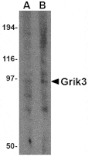 Western blot - Grik3 Antibody from Signalway Antibody (24603) - Antibodies.com