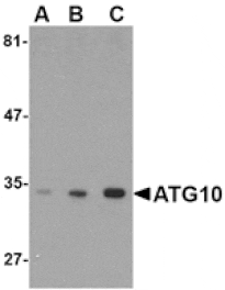 Western blot - ATG10 Antibody from Signalway Antibody (24607) - Antibodies.com