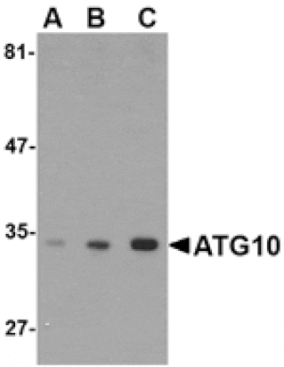 Western blot - ATG10 Antibody from Signalway Antibody (24607) - Antibodies.com