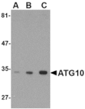 Western blot - ATG10 Antibody from Signalway Antibody (24607) - Antibodies.com