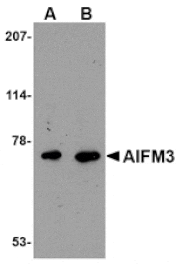 Western blot - AIFM3 Antibody from Signalway Antibody (24659) - Antibodies.com