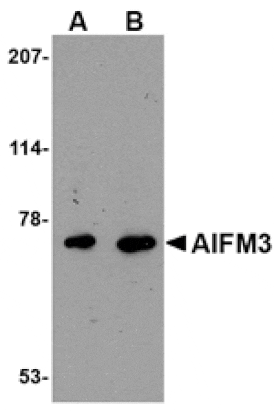 Western blot - AIFM3 Antibody from Signalway Antibody (24659) - Antibodies.com