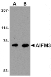 Western blot - AIFM3 Antibody from Signalway Antibody (24659) - Antibodies.com