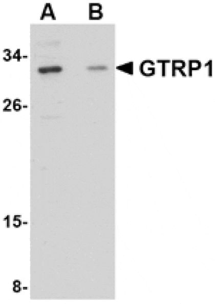 Western blot - GRTP1 Antibody from Signalway Antibody (24677) - Antibodies.com