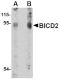 Western blot - BICD2 Antibody from Signalway Antibody (24711) - Antibodies.com