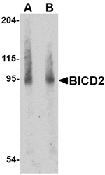 Western blot analysis of BICD2 in A549 cell lysate with BICD2 antibody at (A) 1 and (B) 2 µg/mL.