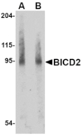 Western blot - BICD2 Antibody from Signalway Antibody (24712) - Antibodies.com