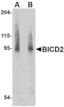 Western blot - BICD2 Antibody from Signalway Antibody (24712) - Antibodies.com