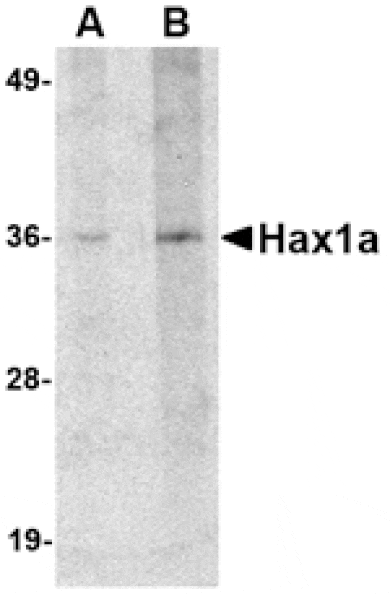 Western blot - Hax1a Antibody from Signalway Antibody (24724) - Antibodies.com