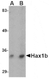 Western blot - Hax1b Antibody from Signalway Antibody (24725) - Antibodies.com