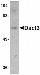 Western blot - Dact3 Antibody from Signalway Antibody (24783) - Antibodies.com