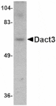 Western blot - Dact3 Antibody from Signalway Antibody (24783) - Antibodies.com