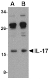 Western blot - IL-17 Antibody from Signalway Antibody (24789) - Antibodies.com