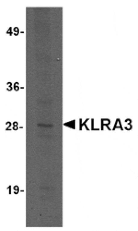 Western blot - KLRA3 Antibody from Signalway Antibody (24825) - Antibodies.com