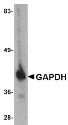 Western blot - GAPDH Antibody from Signalway Antibody (24830) - Antibodies.com