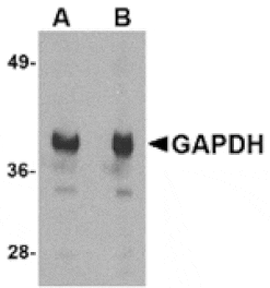 Western blot - GAPDH Antibody from Signalway Antibody (24832) - Antibodies.com