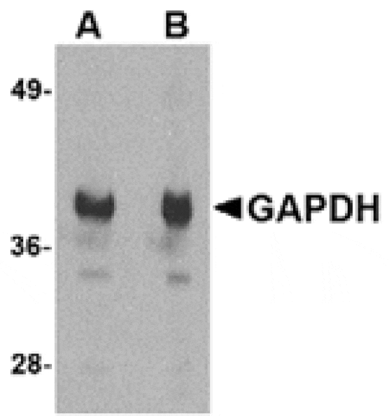 Western blot - GAPDH Antibody from Signalway Antibody (24832) - Antibodies.com