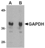 Western blot - GAPDH Antibody from Signalway Antibody (24832) - Antibodies.com