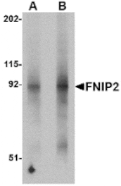 Western blot - FNIP2 Antibody from Signalway Antibody (24847) - Antibodies.com
