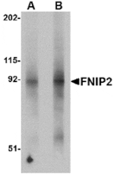 Western blot - FNIP2 Antibody from Signalway Antibody (24847) - Antibodies.com