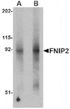 Western blot - FNIP2 Antibody from Signalway Antibody (24847) - Antibodies.com