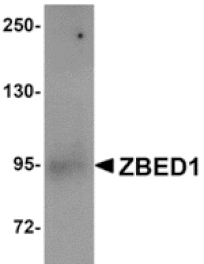 Western blot - ZBED1 Antibody from Signalway Antibody (24868) - Antibodies.com