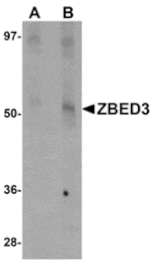 Western blot - ZBED3 Antibody from Signalway Antibody (24874) - Antibodies.com