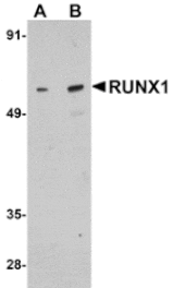 Western blot - RUNX1 Antibody from Signalway Antibody (24886) - Antibodies.com